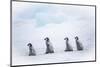 Snow Hill Island, Antarctica. Emperor penguin chicks dare to adventure away from the colony.-Dee Ann Pederson-Mounted Photographic Print
