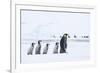 Snow Hill Island, Antarctica. Emperor penguin chicks follow the leader.-Dee Ann Pederson-Framed Photographic Print