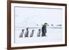 Snow Hill Island, Antarctica. Emperor penguin chicks follow the leader.-Dee Ann Pederson-Framed Photographic Print