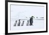 Snow Hill Island, Antarctica. Emperor penguin chicks follow the leader.-Dee Ann Pederson-Framed Photographic Print