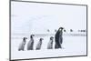 Snow Hill Island, Antarctica. Emperor penguin chicks follow the leader.-Dee Ann Pederson-Mounted Photographic Print