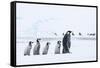 Snow Hill Island, Antarctica. Emperor penguin chicks follow the leader.-Dee Ann Pederson-Framed Stretched Canvas