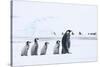 Snow Hill Island, Antarctica. Emperor penguin chicks follow the leader.-Dee Ann Pederson-Stretched Canvas