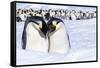 Snow Hill Island, Antarctica. Emperor penguin couple close-up with colony in background.-Dee Ann Pederson-Framed Stretched Canvas