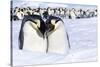 Snow Hill Island, Antarctica. Emperor penguin couple close-up with colony in background.-Dee Ann Pederson-Stretched Canvas