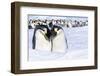 Snow Hill Island, Antarctica. Emperor penguin couple close-up with colony in background.-Dee Ann Pederson-Framed Photographic Print