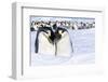 Snow Hill Island, Antarctica. Emperor penguin couple close-up with colony in background.-Dee Ann Pederson-Framed Photographic Print