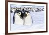 Snow Hill Island, Antarctica. Emperor penguin couple close-up with colony in background.-Dee Ann Pederson-Framed Photographic Print