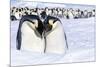 Snow Hill Island, Antarctica. Emperor penguin couple close-up with colony in background.-Dee Ann Pederson-Mounted Photographic Print