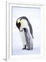 Snow Hill Island, Antarctica. Emperor penguin parent bonding with chick.-Dee Ann Pederson-Framed Photographic Print