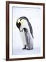 Snow Hill Island, Antarctica. Emperor penguin parent bonding with chick.-Dee Ann Pederson-Framed Photographic Print