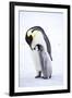Snow Hill Island, Antarctica. Emperor penguin parent bonding with chick.-Dee Ann Pederson-Framed Photographic Print