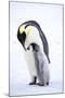 Snow Hill Island, Antarctica. Emperor penguin parent bonding with chick.-Dee Ann Pederson-Mounted Photographic Print