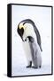 Snow Hill Island, Antarctica. Emperor penguin parent bonding with chick.-Dee Ann Pederson-Framed Stretched Canvas