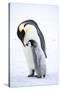 Snow Hill Island, Antarctica. Emperor penguin parent bonding with chick.-Dee Ann Pederson-Stretched Canvas