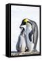 Snow Hill Island, Antarctica. Emperor penguin parent bonding with chick.-Dee Ann Pederson-Framed Stretched Canvas
