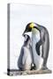 Snow Hill Island, Antarctica. Emperor penguin parent bonding with chick.-Dee Ann Pederson-Stretched Canvas