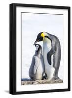 Snow Hill Island, Antarctica. Emperor penguin parent bonding with chick.-Dee Ann Pederson-Framed Photographic Print