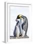 Snow Hill Island, Antarctica. Emperor penguin parent bonding with chick.-Dee Ann Pederson-Framed Photographic Print