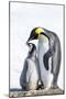 Snow Hill Island, Antarctica. Emperor penguin parent bonding with chick.-Dee Ann Pederson-Mounted Photographic Print