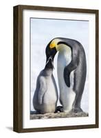 Snow Hill Island, Antarctica. Emperor penguin parent feeding chick.-Dee Ann Pederson-Framed Photographic Print