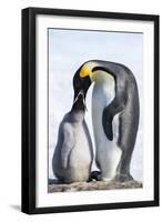 Snow Hill Island, Antarctica. Emperor penguin parent feeding chick.-Dee Ann Pederson-Framed Photographic Print