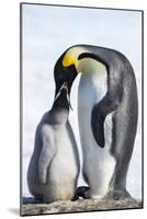 Snow Hill Island, Antarctica. Emperor penguin parent feeding chick.-Dee Ann Pederson-Mounted Photographic Print