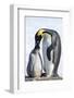 Snow Hill Island, Antarctica. Emperor penguin parent feeding chick.-Dee Ann Pederson-Framed Photographic Print