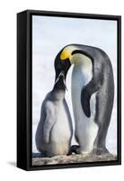 Snow Hill Island, Antarctica. Emperor penguin parent feeding chick.-Dee Ann Pederson-Framed Stretched Canvas