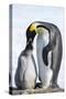 Snow Hill Island, Antarctica. Emperor penguin parent feeding chick.-Dee Ann Pederson-Stretched Canvas