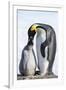 Snow Hill Island, Antarctica. Emperor penguin parent feeding chick.-Dee Ann Pederson-Framed Photographic Print