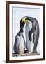 Snow Hill Island, Antarctica. Emperor penguin parent feeding chick.-Dee Ann Pederson-Framed Photographic Print