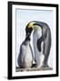 Snow Hill Island, Antarctica. Emperor penguin parent feeding chick.-Dee Ann Pederson-Framed Photographic Print