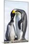 Snow Hill Island, Antarctica. Emperor penguin parent feeding chick.-Dee Ann Pederson-Mounted Photographic Print