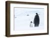 Snow Hill Island, Antarctica. Emperor penguin parent out for a walk with tiny chick.-Dee Ann Pederson-Framed Photographic Print