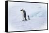 Snow Hill Island, Antarctica. Emperor penguin parent out for a walk with tiny chick.-Dee Ann Pederson-Framed Stretched Canvas