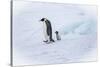 Snow Hill Island, Antarctica. Emperor penguin parent out for a walk with tiny chick.-Dee Ann Pederson-Stretched Canvas