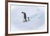 Snow Hill Island, Antarctica. Emperor penguin parent out for a walk with tiny chick.-Dee Ann Pederson-Framed Photographic Print