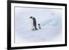 Snow Hill Island, Antarctica. Emperor penguin parent out for a walk with tiny chick.-Dee Ann Pederson-Framed Photographic Print