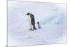 Snow Hill Island, Antarctica. Emperor penguin parent out for a walk with tiny chick.-Dee Ann Pederson-Mounted Photographic Print