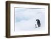 Snow Hill Island, Antarctica. Emperor penguin parent out for a walk with tiny chick.-Dee Ann Pederson-Framed Photographic Print