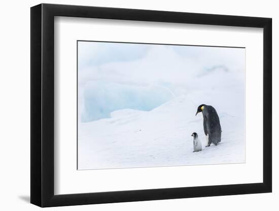 Snow Hill Island, Antarctica. Emperor penguin parent out for a walk with tiny chick.-Dee Ann Pederson-Framed Photographic Print