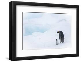 Snow Hill Island, Antarctica. Emperor penguin parent out for a walk with tiny chick.-Dee Ann Pederson-Framed Photographic Print