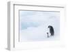 Snow Hill Island, Antarctica. Emperor penguin parent out for a walk with tiny chick.-Dee Ann Pederson-Framed Photographic Print