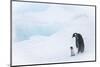 Snow Hill Island, Antarctica. Emperor penguin parent out for a walk with tiny chick.-Dee Ann Pederson-Mounted Photographic Print