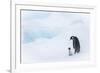 Snow Hill Island, Antarctica. Emperor penguin parent out for a walk with tiny chick.-Dee Ann Pederson-Framed Photographic Print