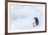 Snow Hill Island, Antarctica. Emperor penguin parent out for a walk with tiny chick.-Dee Ann Pederson-Framed Photographic Print