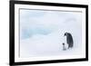 Snow Hill Island, Antarctica. Emperor penguin parent out for a walk with tiny chick.-Dee Ann Pederson-Framed Photographic Print