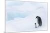 Snow Hill Island, Antarctica. Emperor penguin parent out for a walk with tiny chick.-Dee Ann Pederson-Mounted Photographic Print