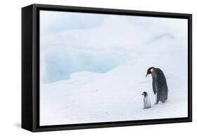 Snow Hill Island, Antarctica. Emperor penguin parent out for a walk with tiny chick.-Dee Ann Pederson-Framed Stretched Canvas